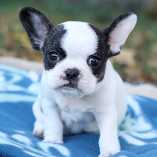 Micro Mini Royal Frenchel Bulldog | Royal Frenchel