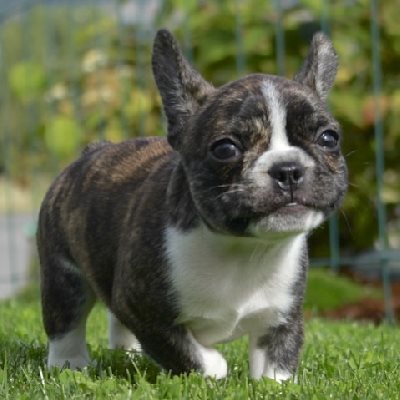 small french bulldog for sale