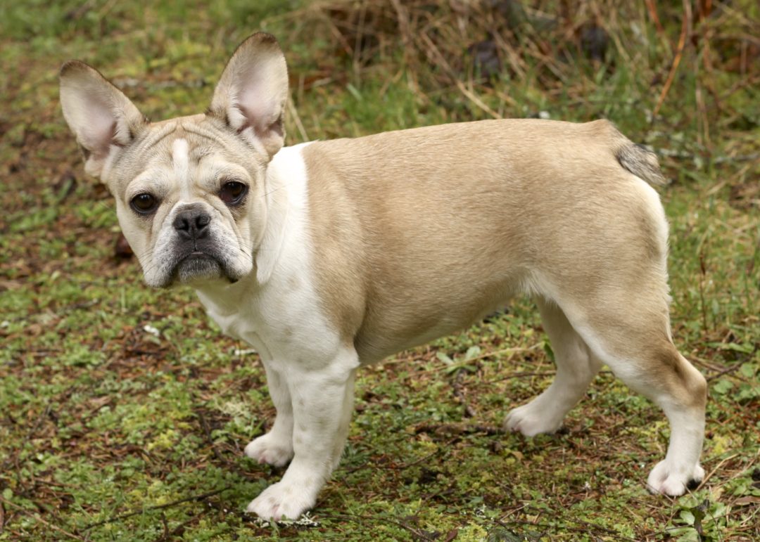 Royal Frenchel Pups to Adults (Size & Weight) | Royal Frenchel