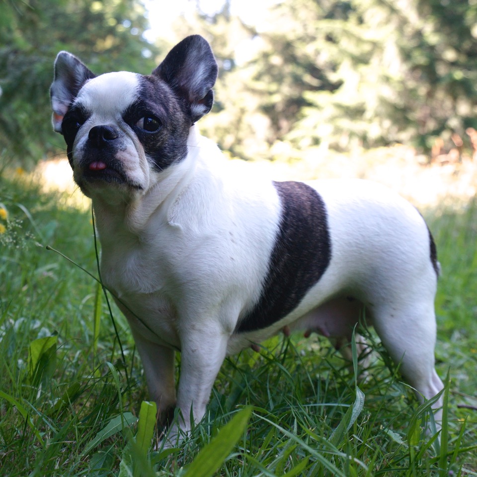 Millie - Sold to Bill | Royal Frenchel