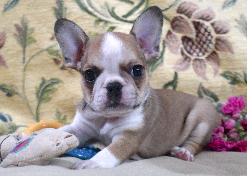 Royal Frenchel | Exclusive, Unique Puppies | Home